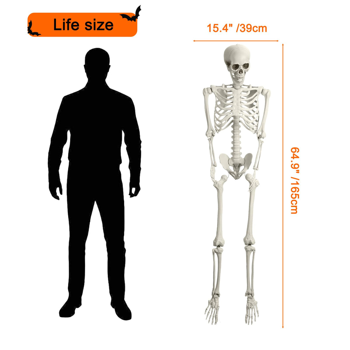 5.4ft Poseable Skeleton F7091