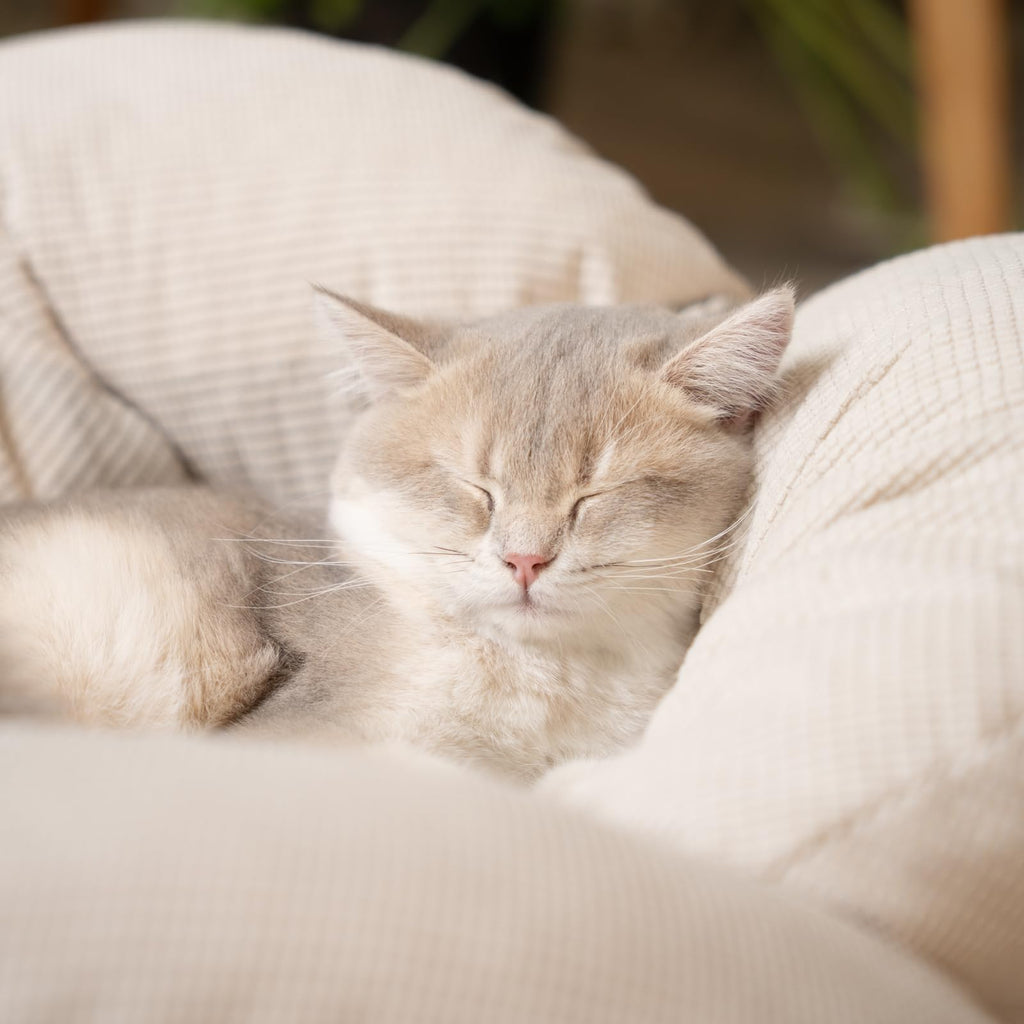 Elevated Cat Bed B44227
