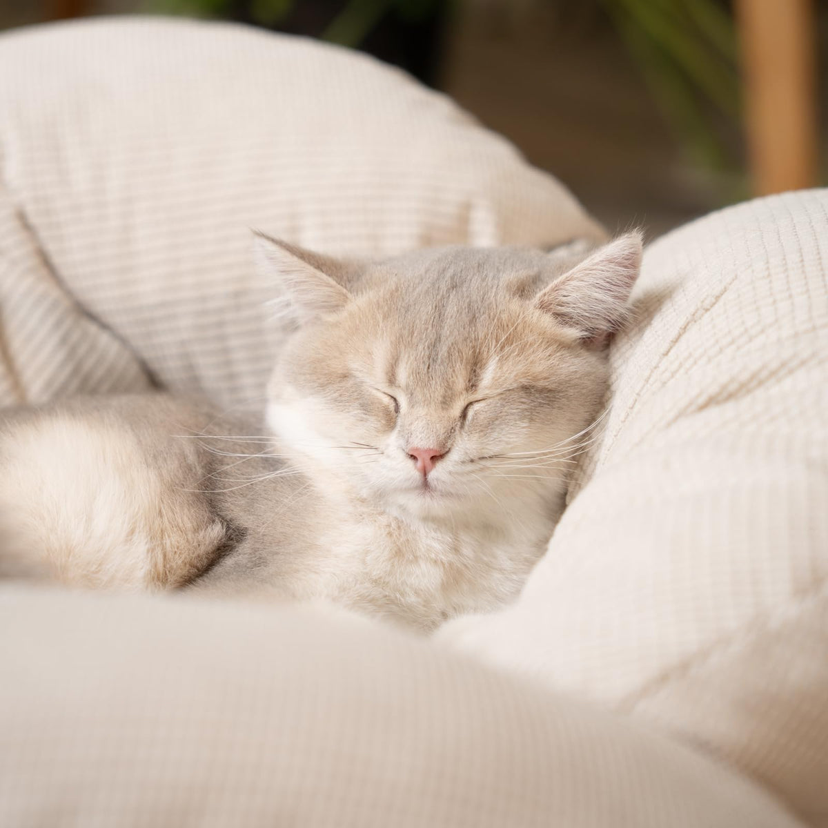 Elevated Cat Bed B44227