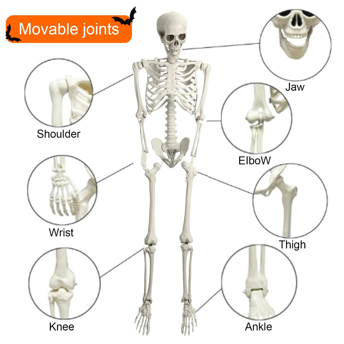 5.4ft Poseable Skeleton F7091