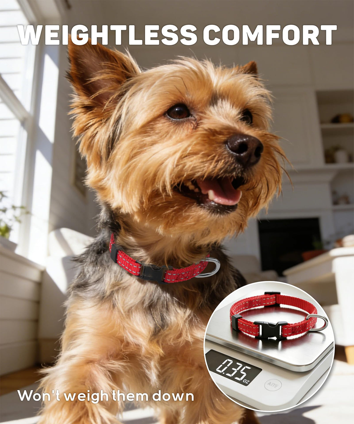 Reflective Small Dog Collar F166031